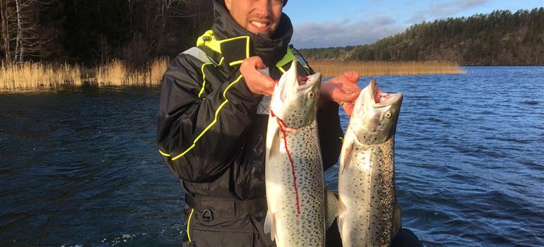 Fina storlekar på havsöringarna